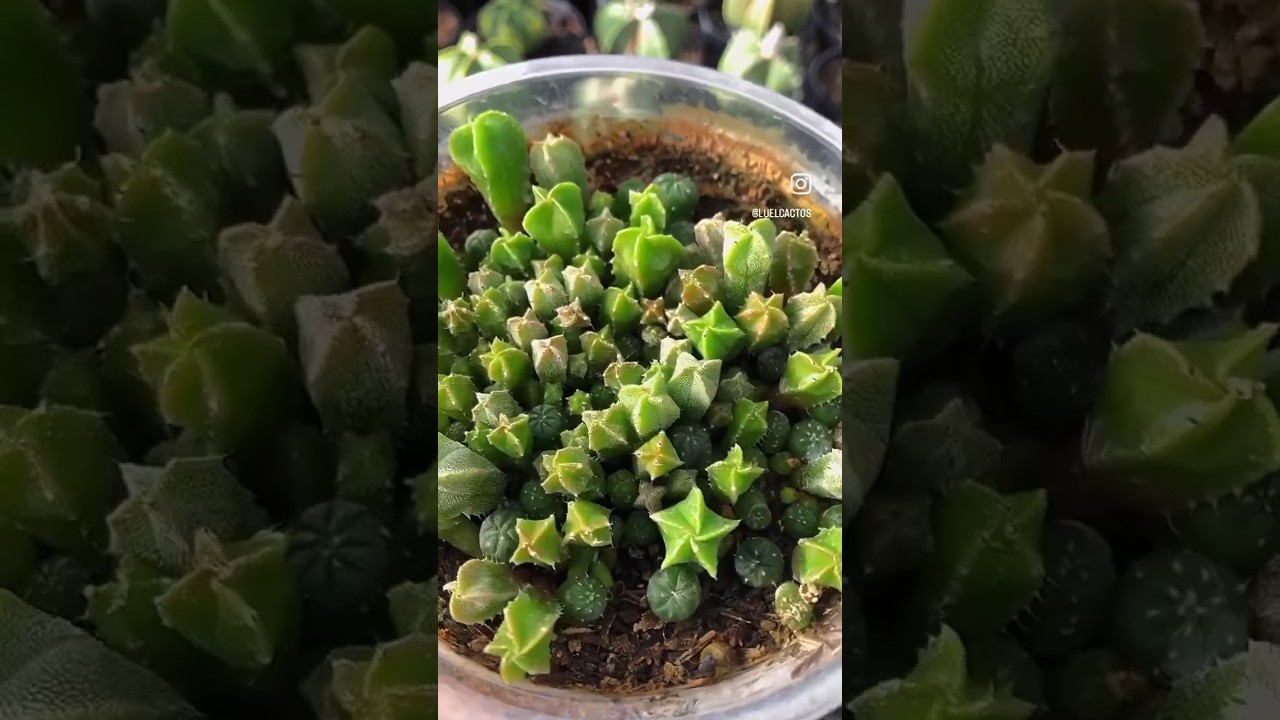 Sementes de cactos astrophytum myriostigma #cactosbrasil #cactos #cactus #cactusflower #jardim