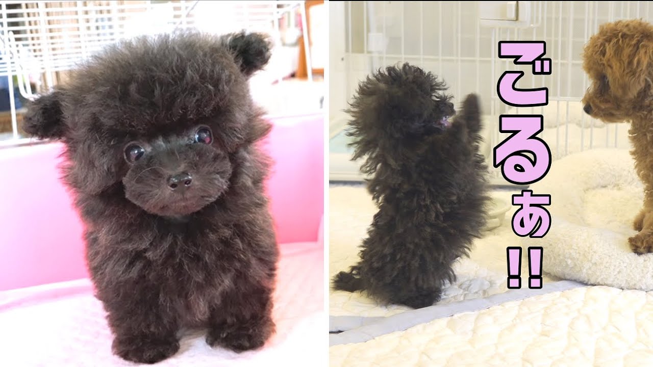 【初対面】強烈な子犬との出会いから現在までの軌跡