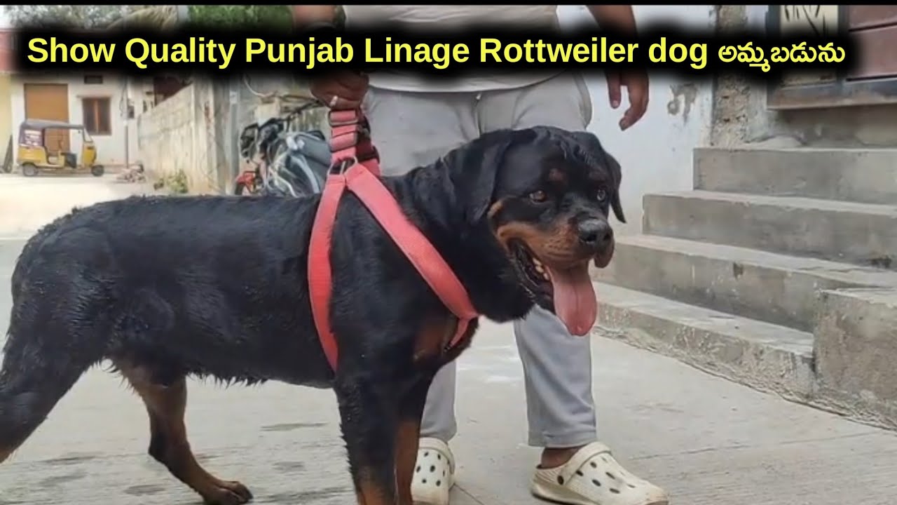  81432 26849 |top quality Rottweiler dog for sale in telugu |Aj pets 