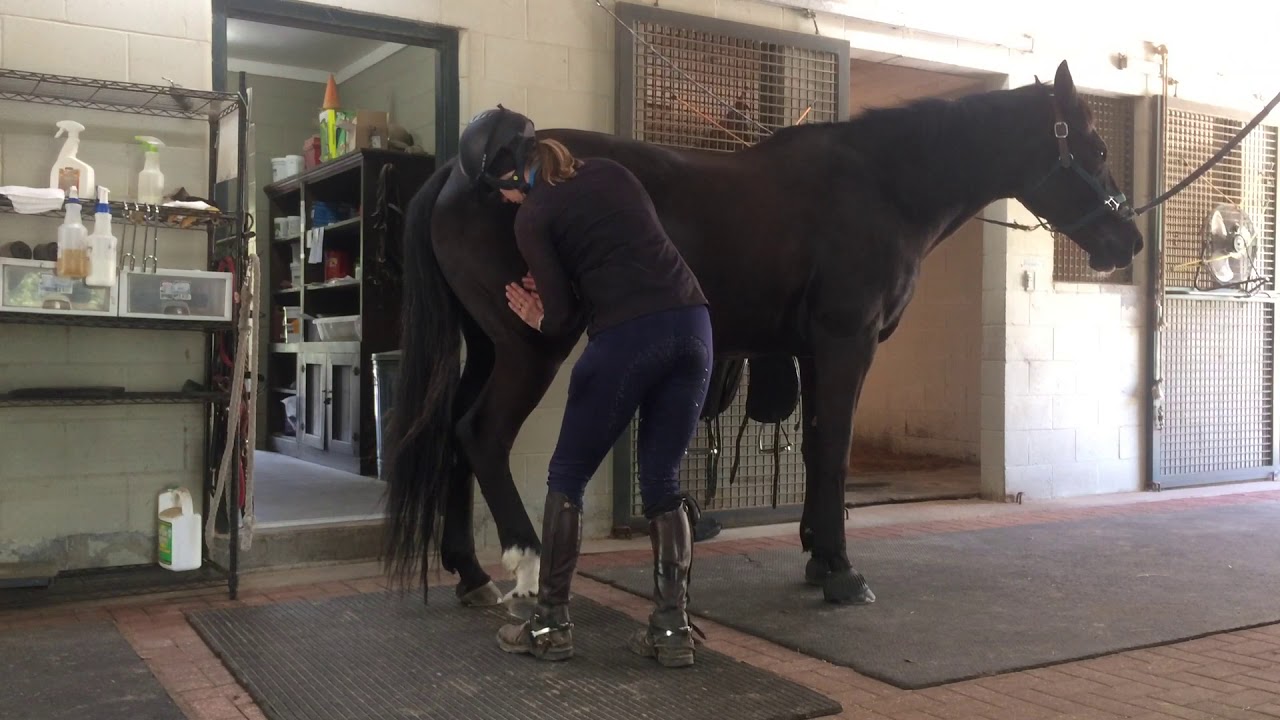 Horse was a little stiff before riding so I did a little massage