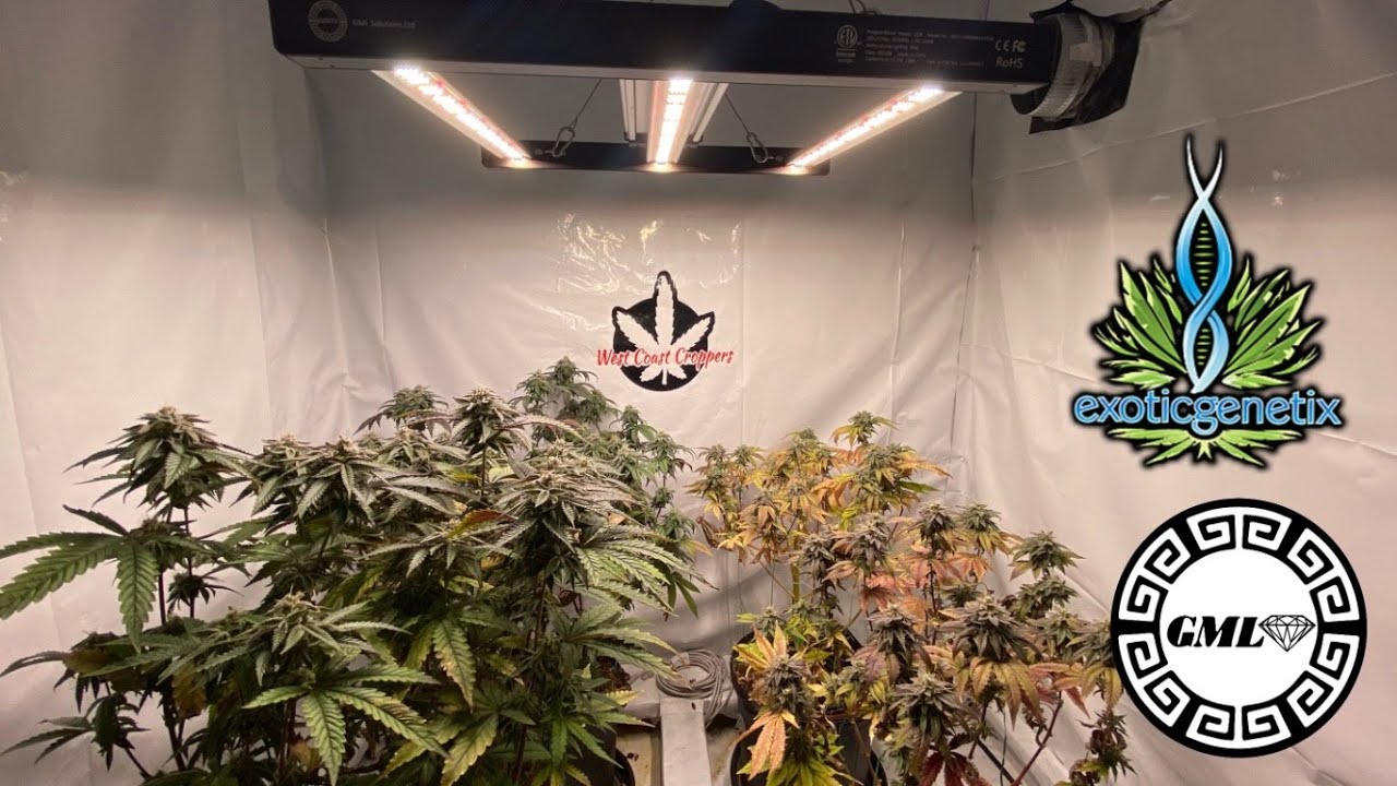 Flush vs No flush update
