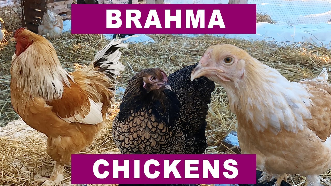 Why Brahma Chickens?  Because Brahmas are awesome!