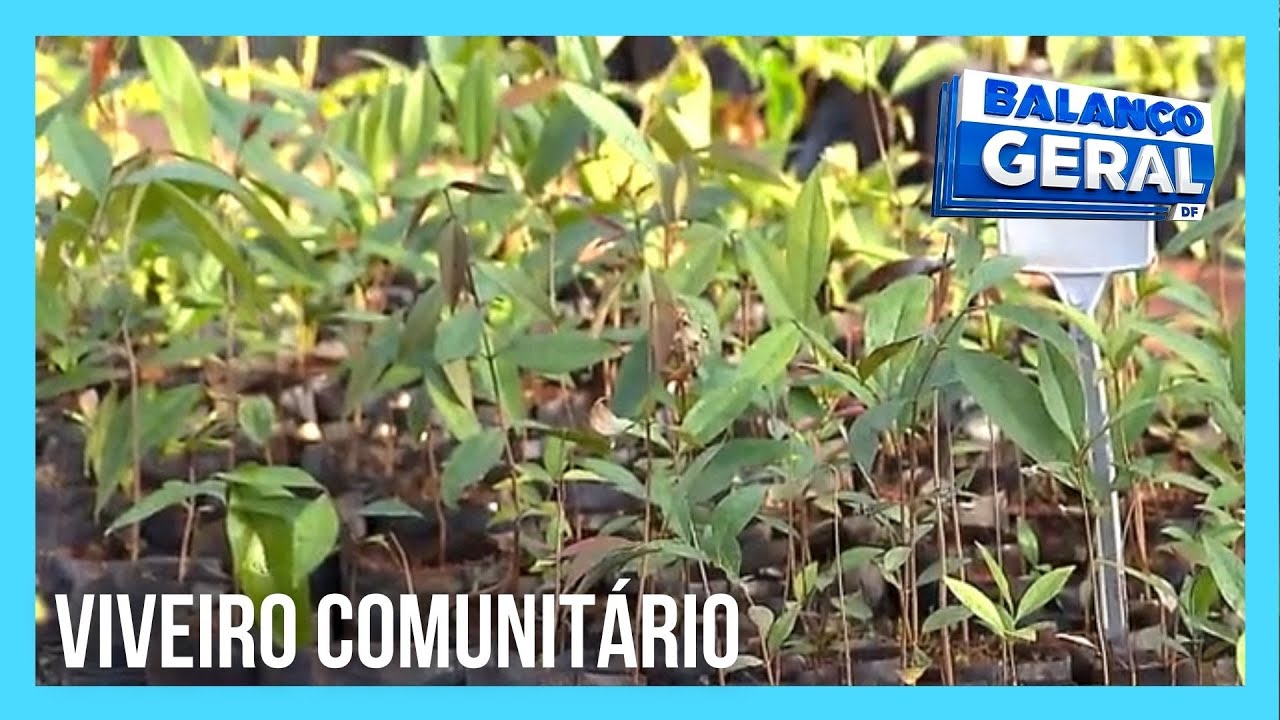 Espaço comunitário no DF produz espécies para recuperação ambiental