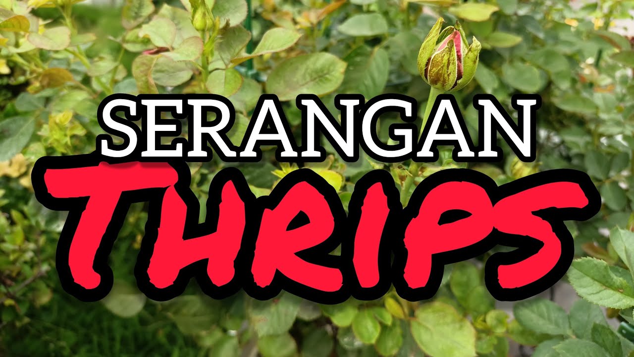 THRIPS : How To Identify & Control