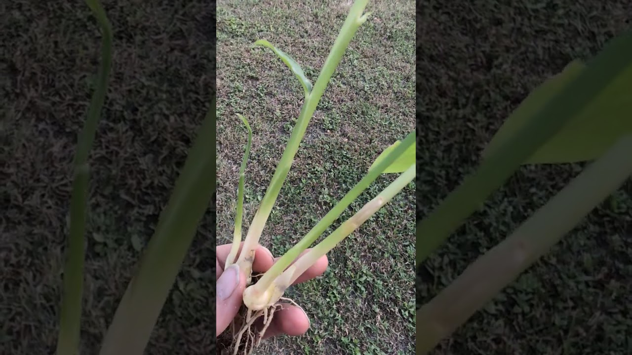 Ginger Roots Video