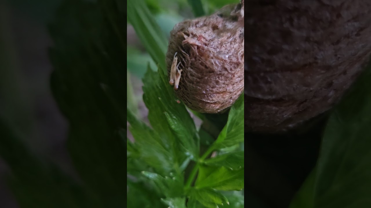 praying mantis comming out of egg case... 
