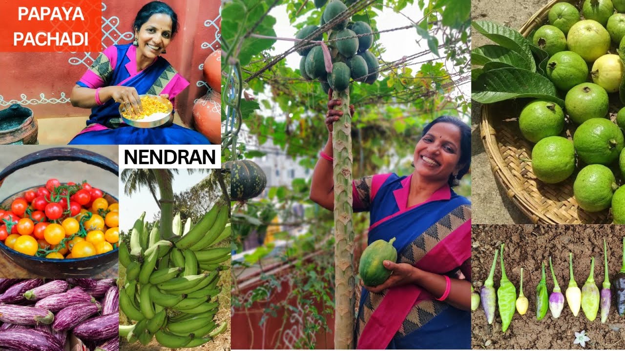 రంగురంగుల పండ్లు కూరగాయలతో తోట కళకళలాడుతుంది😍 #colorful #harvest పపాయతో చేసిన పచ్చడి #terracegarden