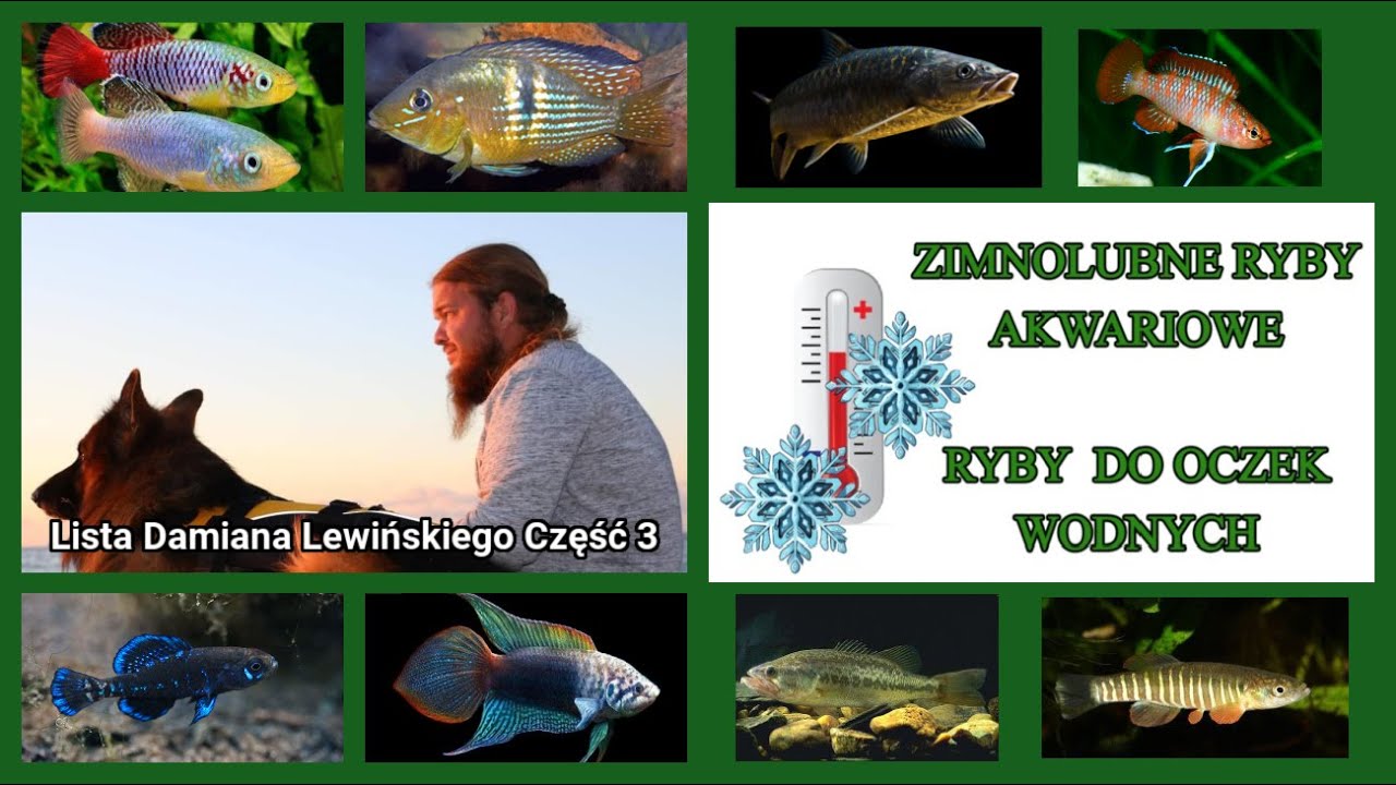 Ryby Akwariowe Ekstremalnie Wytrzymałe na Niskie Temperatury | Lista Damiana Lewińskiego Część 3