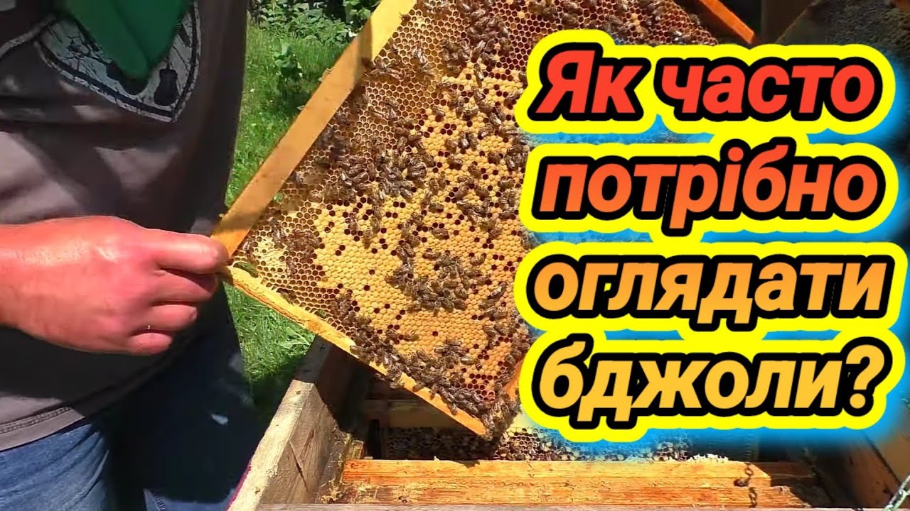 Як часто потрібно оглядати бджолині сім'ї?
