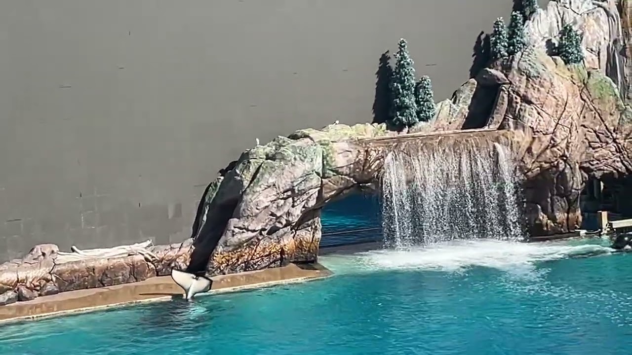 Nos fuimos de paceo a SeaWorld 🥹😎