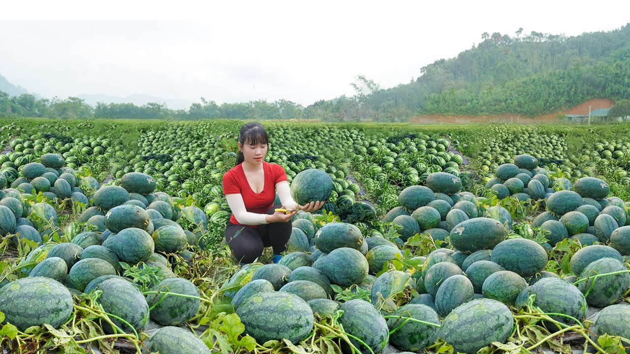 Harvest A Lot Of Watermelons To Sell At The Country Market / Hoang Thu Hoai