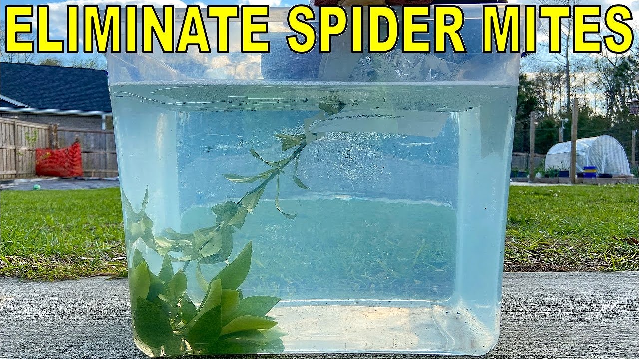 How To Kill Spider Mites Permanently