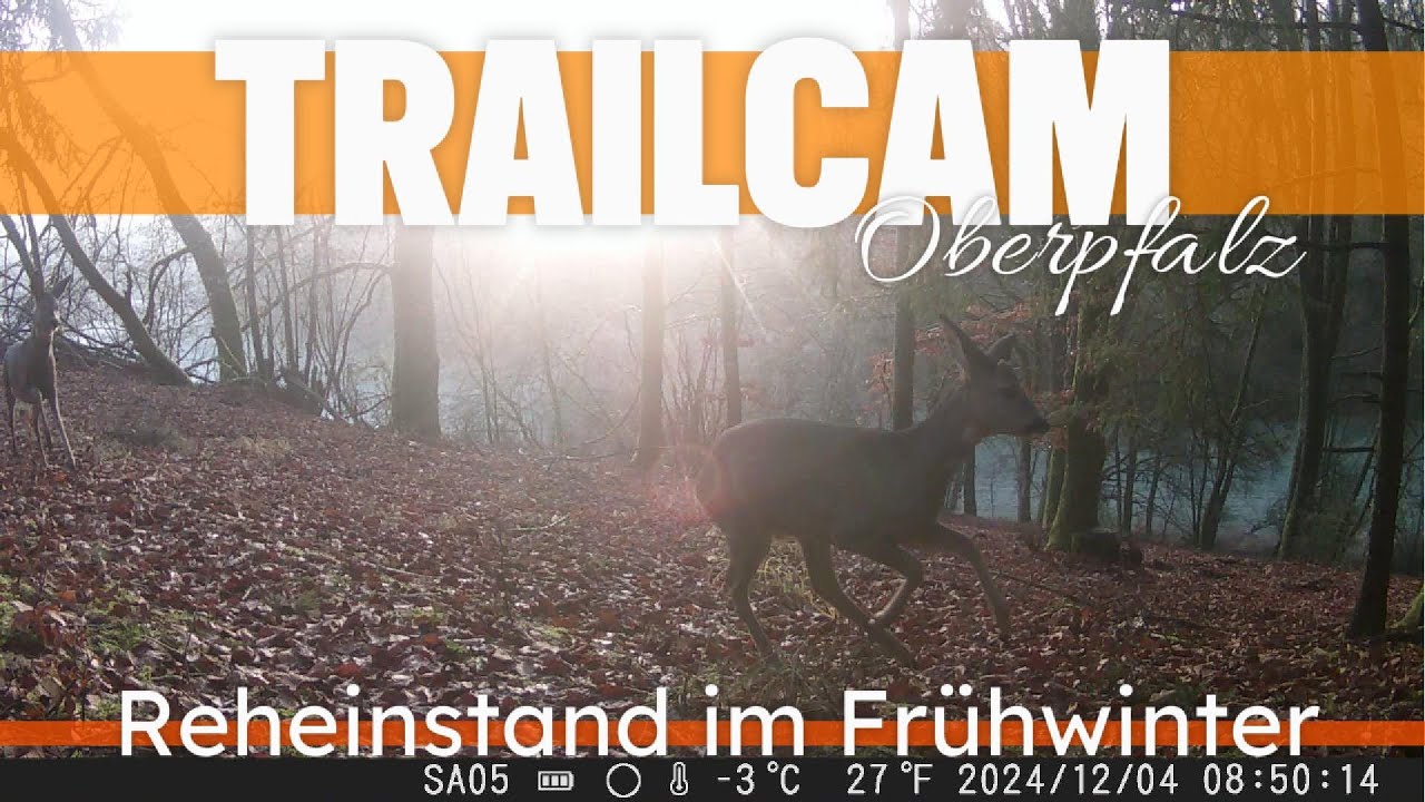 Reheinstand im Frühwinter, Wildkamera Aufnahmen