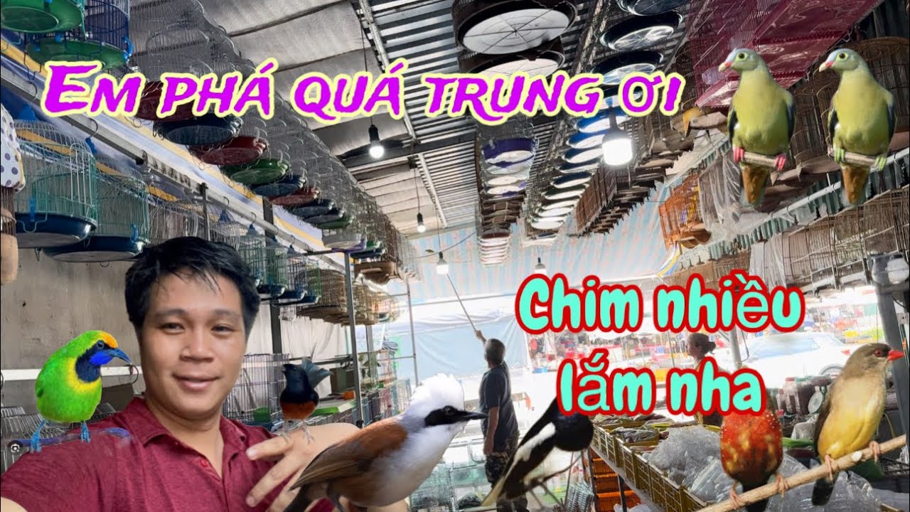 Vựa Chim Rẻ Ở Bến Cát Bình Dương Xem Có Chim Gì