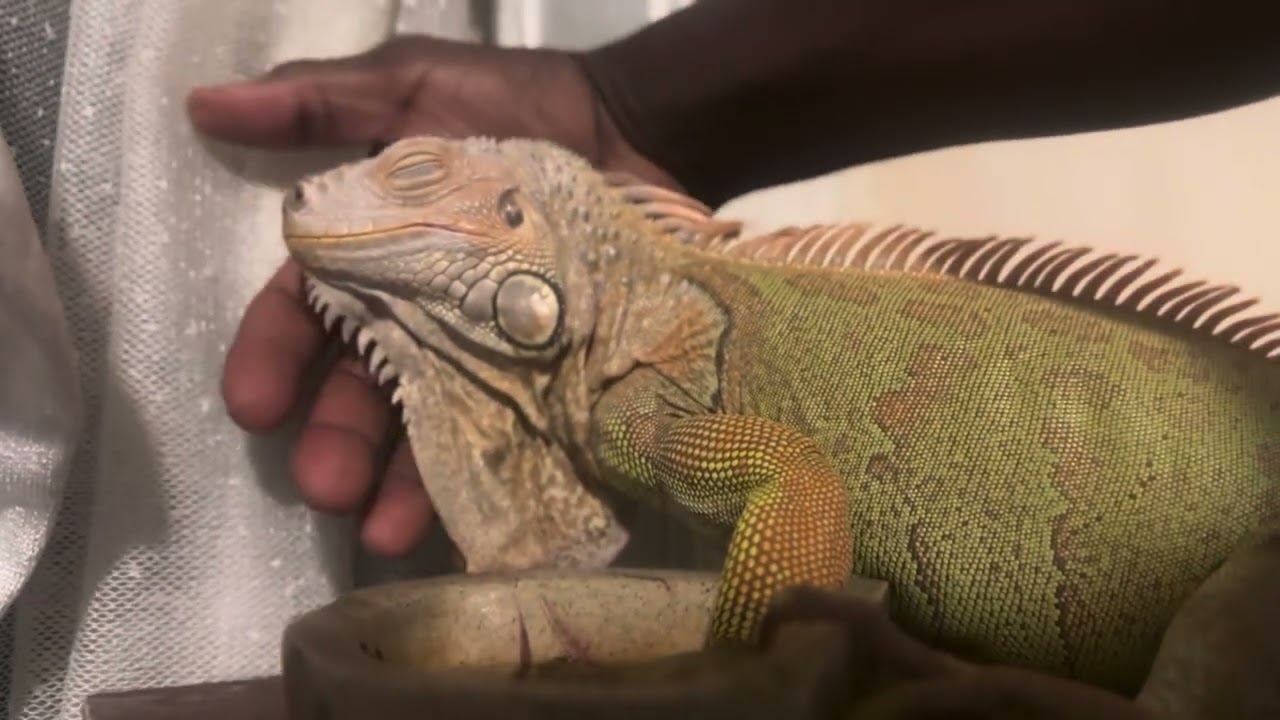 iguana he’s my friend ￼