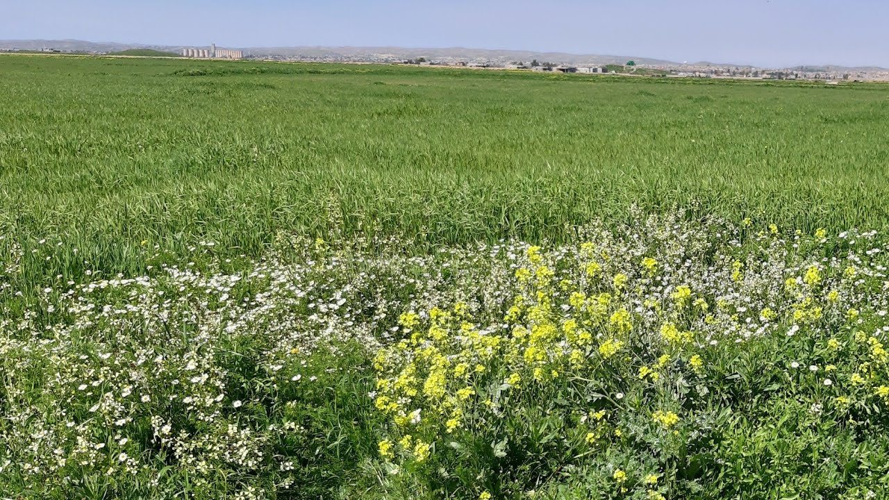 مقام تلعفري مع اغنية رائعة جدا