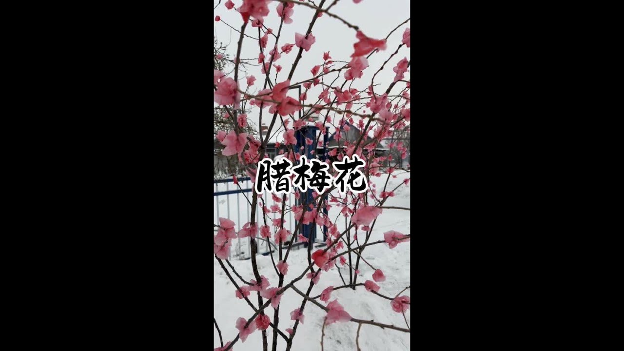 雪都下了，倚梅园的花也该开了，今天跟老妈做了两束蜡梅花，真好看！#我的乡村生活 #新农人计划2025 #蜡梅花 #东北猫冬生活 #下雪