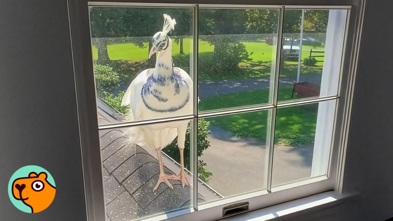 Peacock Knocks On Window Every Single Morning | Cuddle Buddies