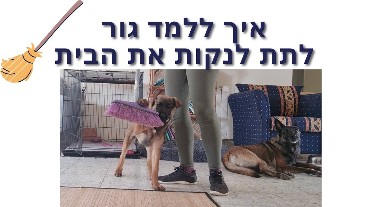 איך ללמד גור לא להפריע כשמנקים את הבית | דנה שריד חמו