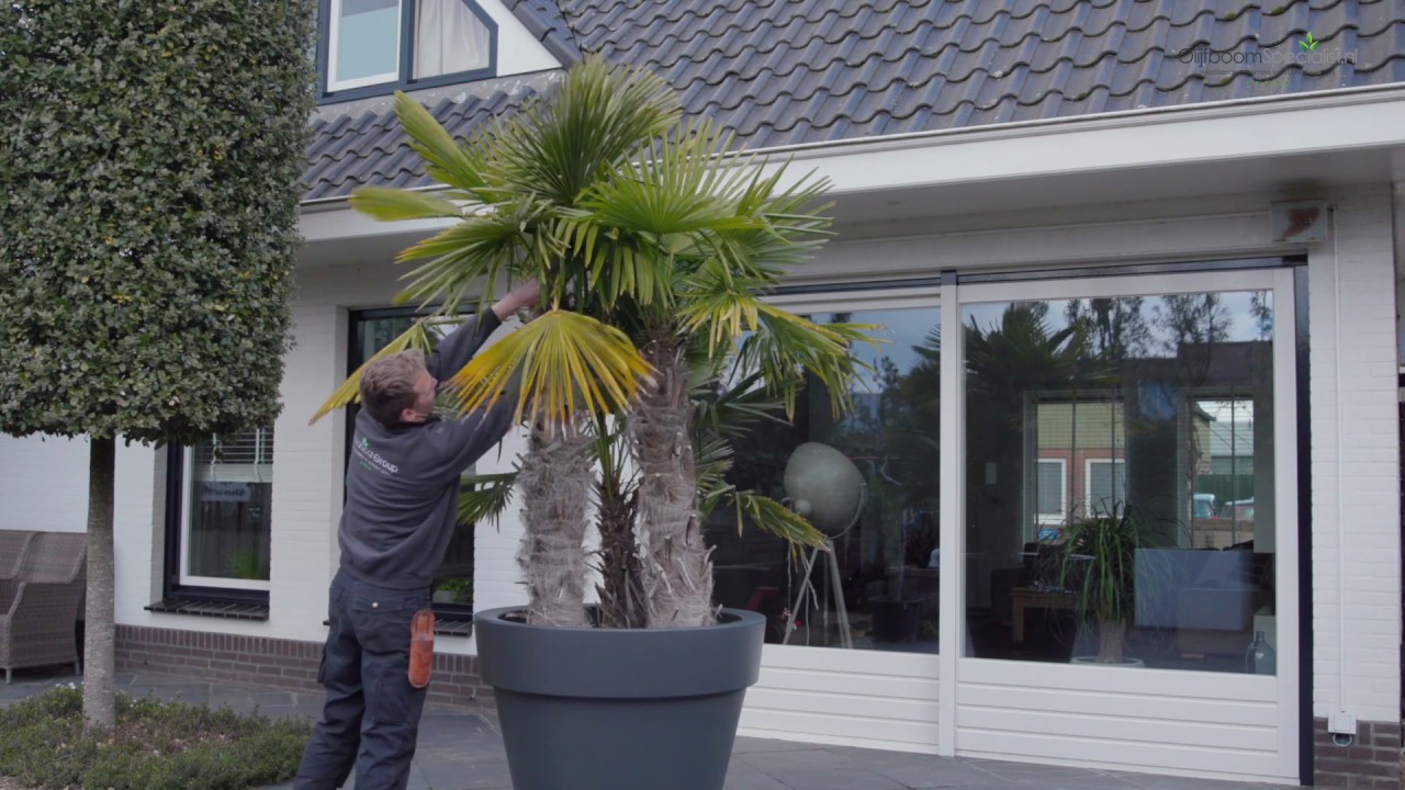 Het snoeien van de palmboom - OlijfboomSpecialist.nl - Mediterrane bomen vertrouwd dichtbij