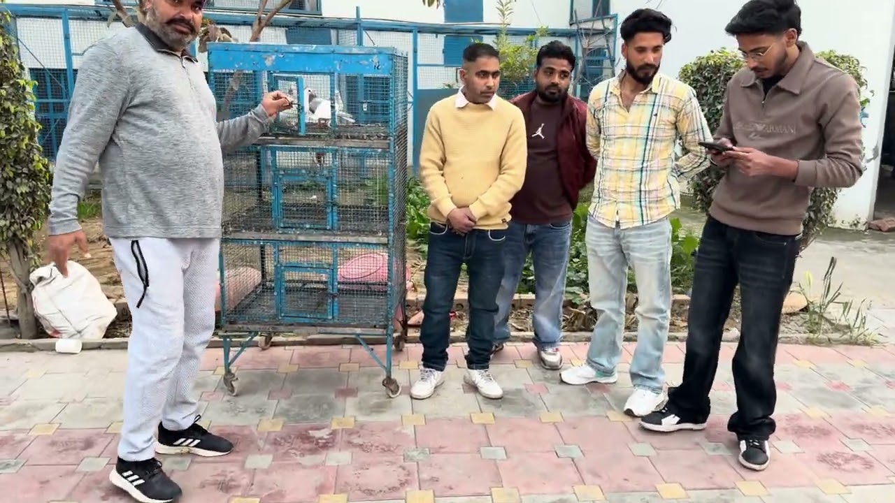 5th time champions bloodline chicks by Babbu Kainth 8872117070