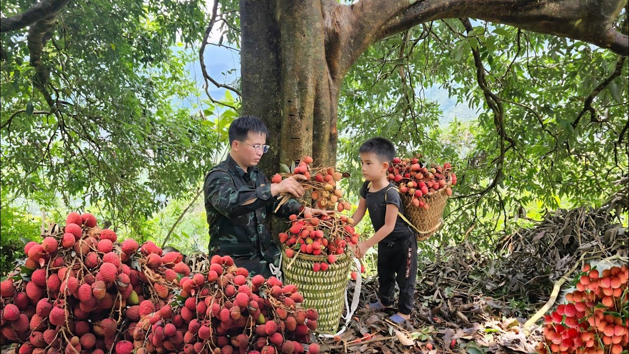 Harvesting lychees and bring them to the market to sell/Trieu Khang