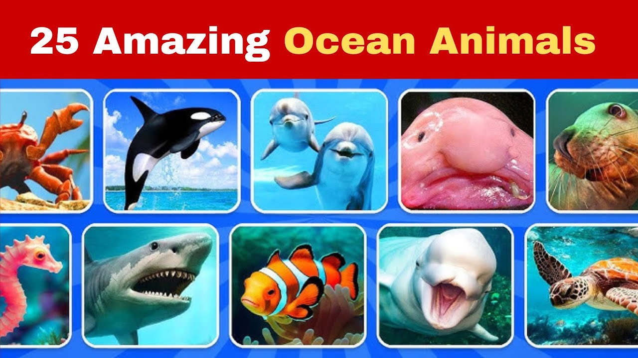 25 Amazing Ocean Animals | 25 Sea Animals Collection | Ocean Animals | Underwater Animals | Quiz Lab