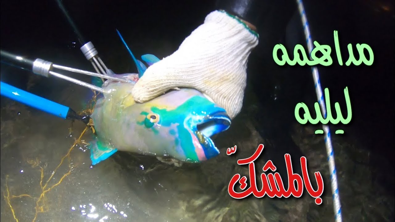 رحلة صيد سمك بالمشكَات ( الرمح) spearfishing