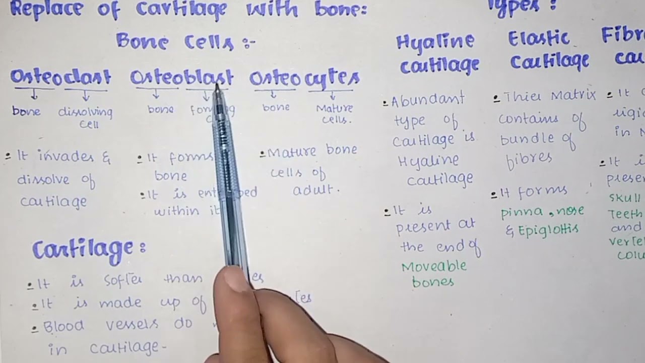 Endoskeleton | Cartilage | Bone