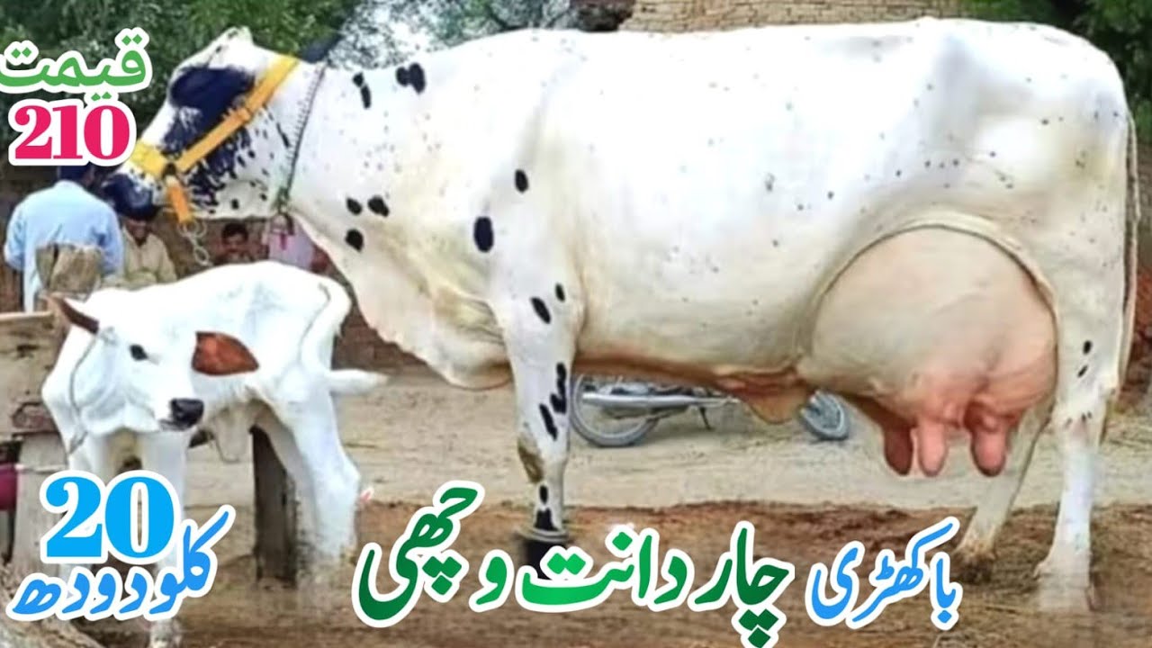 فریزین چولستانی تازہ سوئی خوبصورت گاۓ لائیو چوائ 20لیٹردودھ 25/2/2026#03055692351 