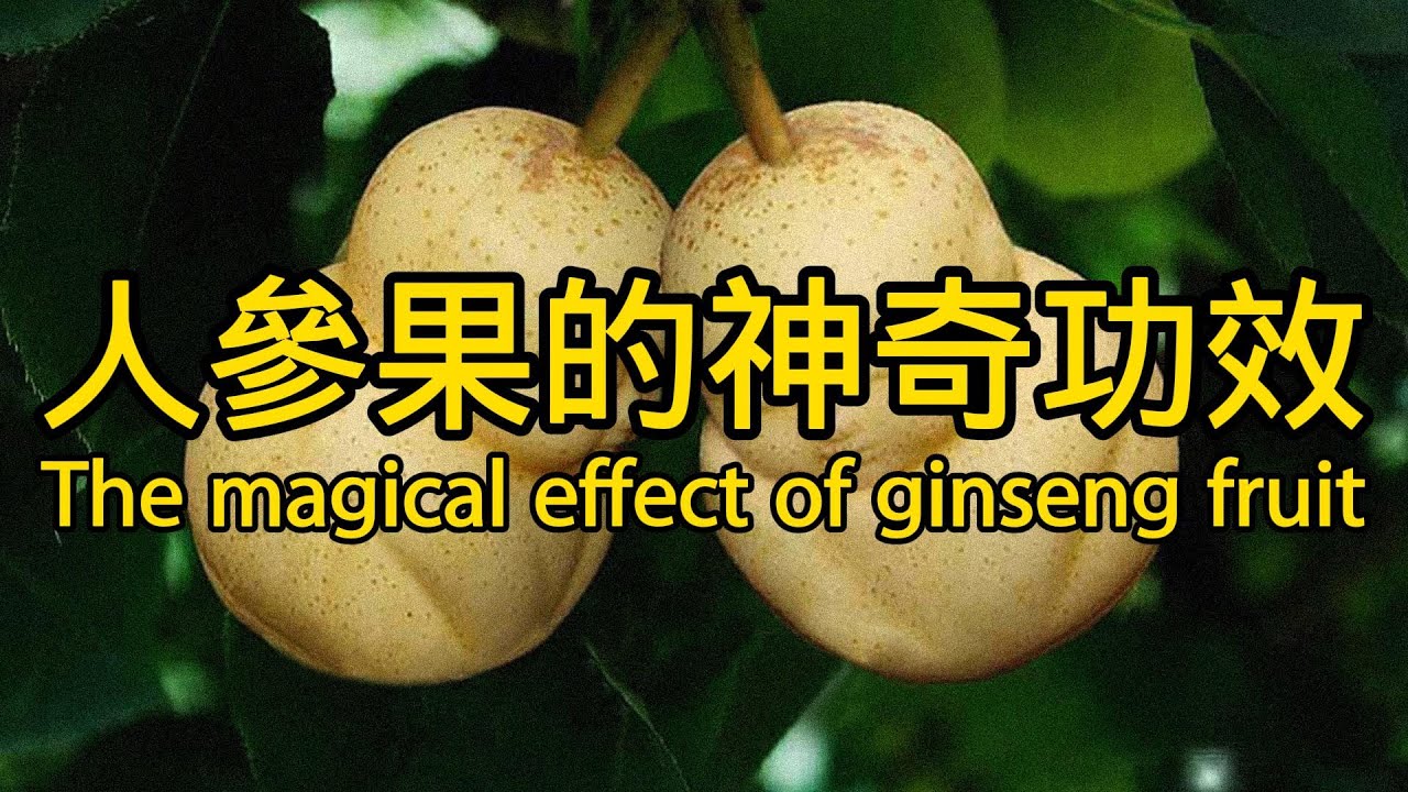 人參果的功效與作用 The efficacy and function of ginseng fruit