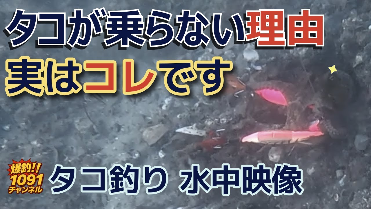 【タコ釣り】あの「タコっぽいアタリ」、実はタコだったかも‼️