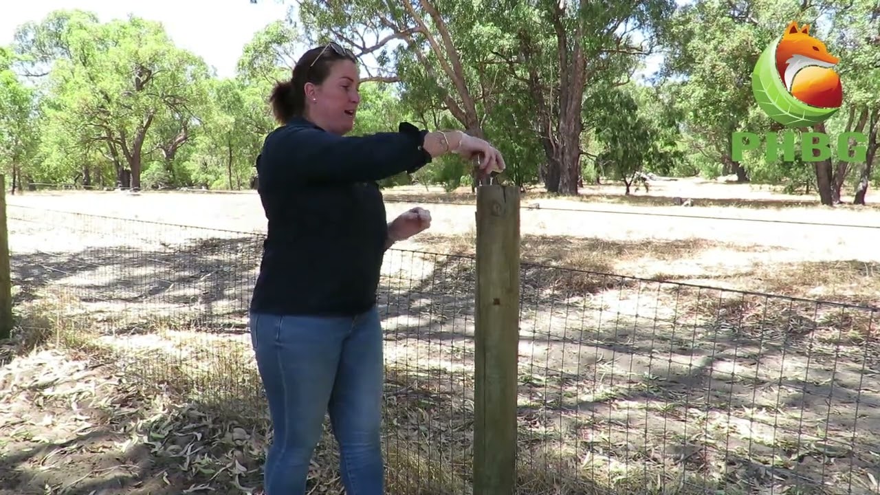 How to use the PHBG cage fox trap