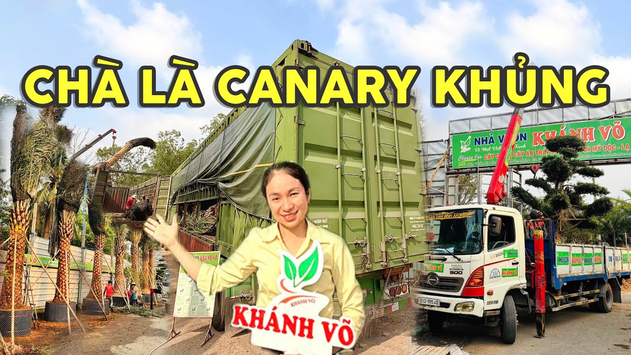 Cây Chà Là Canary và cây Tùng đủ thế dáng về 2 container | 096 234 7777
