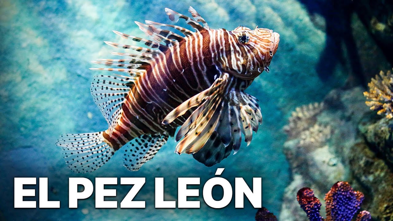 El Pez León, Los Nuevos Piratas del Caribe | Documental sobre la vida marina