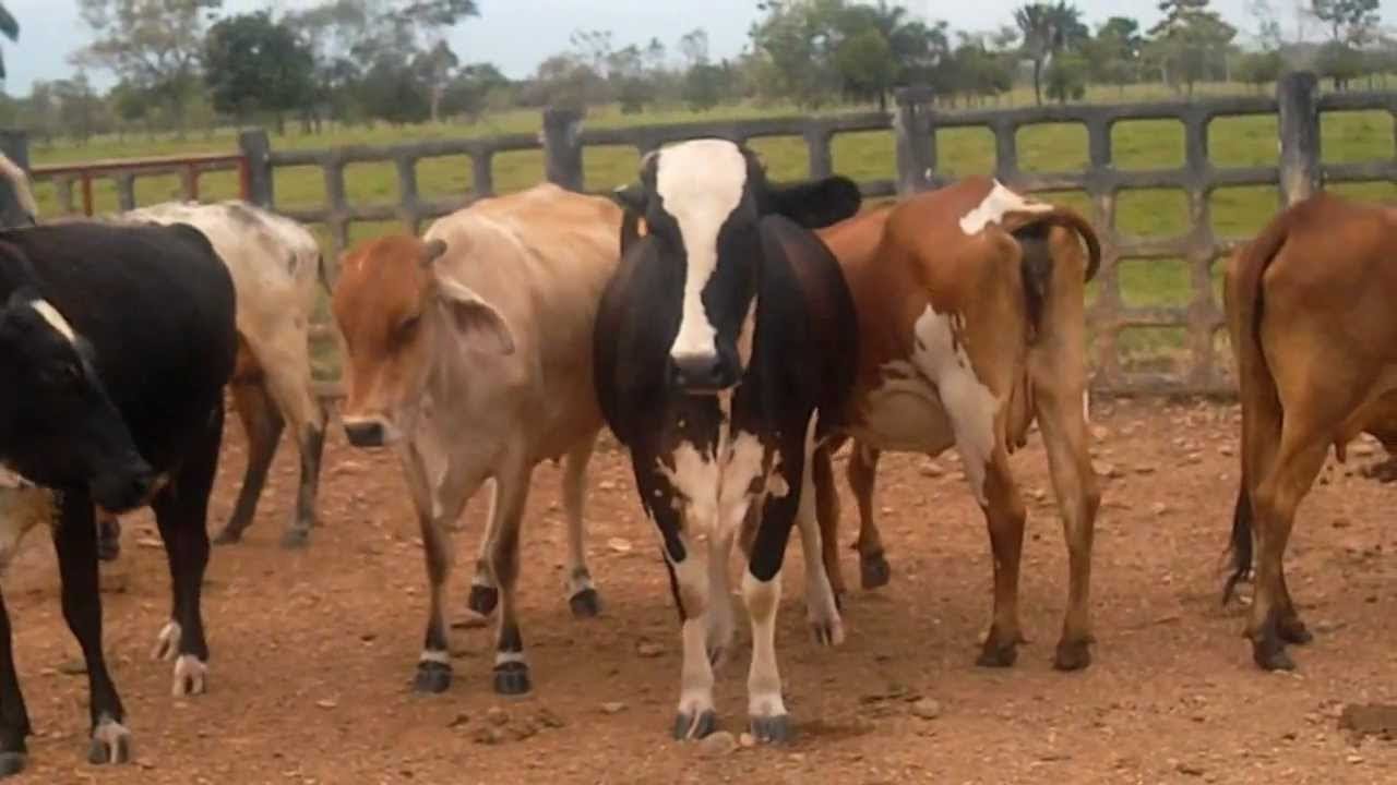 Bienestar Animal en Ganadería Doble  Propósito - TvAgro por Juan Gonzalo Angel
