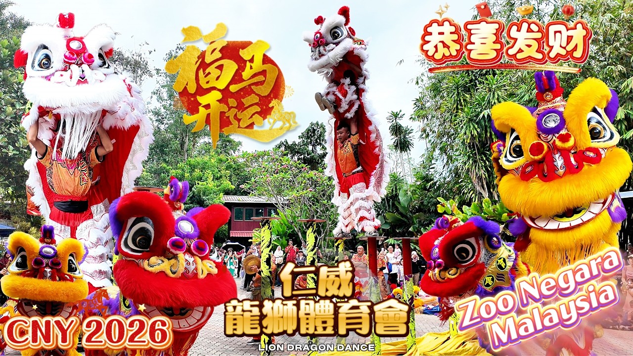 CNY 2026 | 🦁🔥 Acrobatic Lion Dance EXPLODES at Zoo Negara Malaysia | 💥 双狮狂踩地青震爆全场