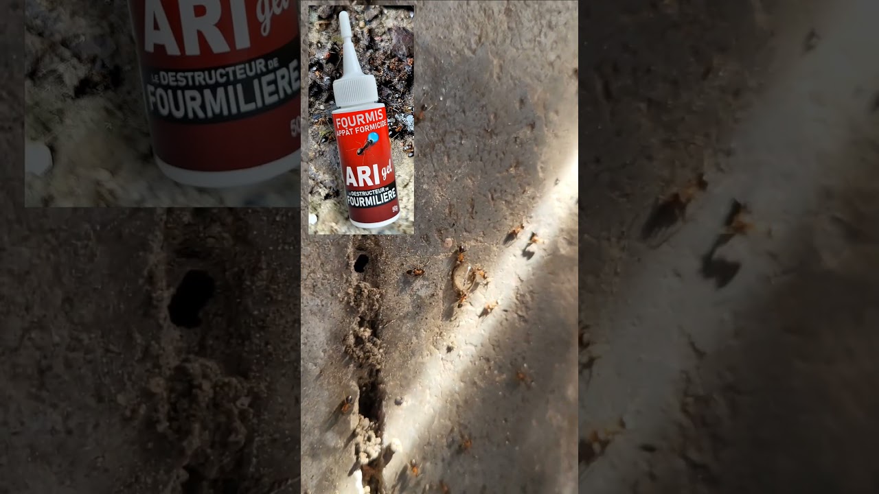 Comment se débarrasser des fourmis ! (TUTO) 