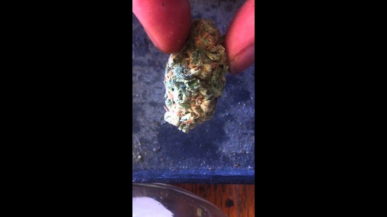 BC Hashplant