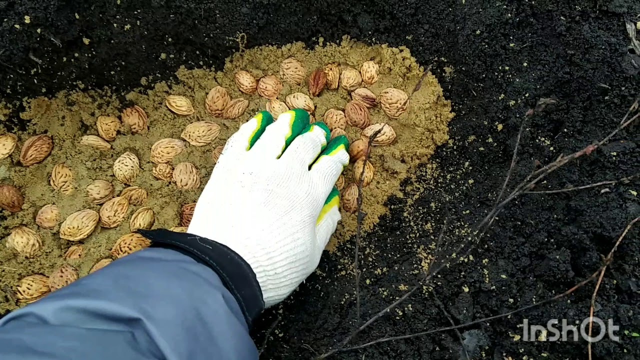 Стратификация косточек в открытом грунте.