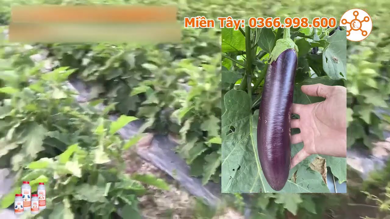 Kỹ Thuật Trồng CÀ TÍM  Không Héo Xanh, Ít Sâu Bệnh, Giảm Chi Phí, Nặng Ký, Trái Đẹp Bạn Hàng Mê