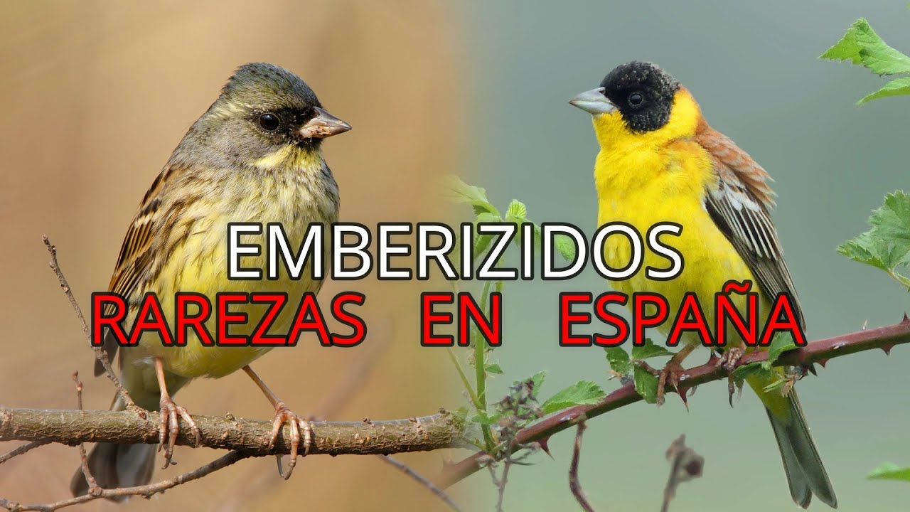 Aves de España||Pequeños Documentales||Los Escribanos Divagantes 🐦||Embericidos||Rarezas.