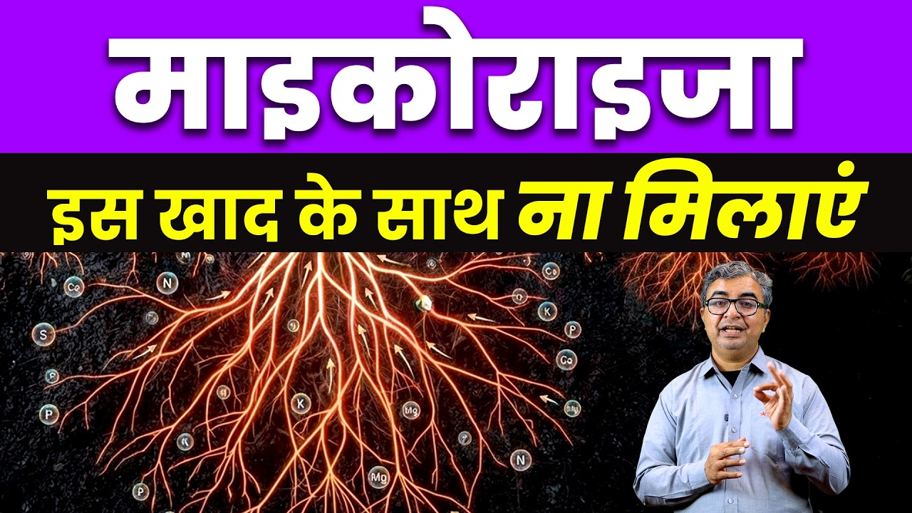 माइकोराइजा का असर कब दिखता है? | Mycorrhiza Use in Farming | Root Development | AgroStar
