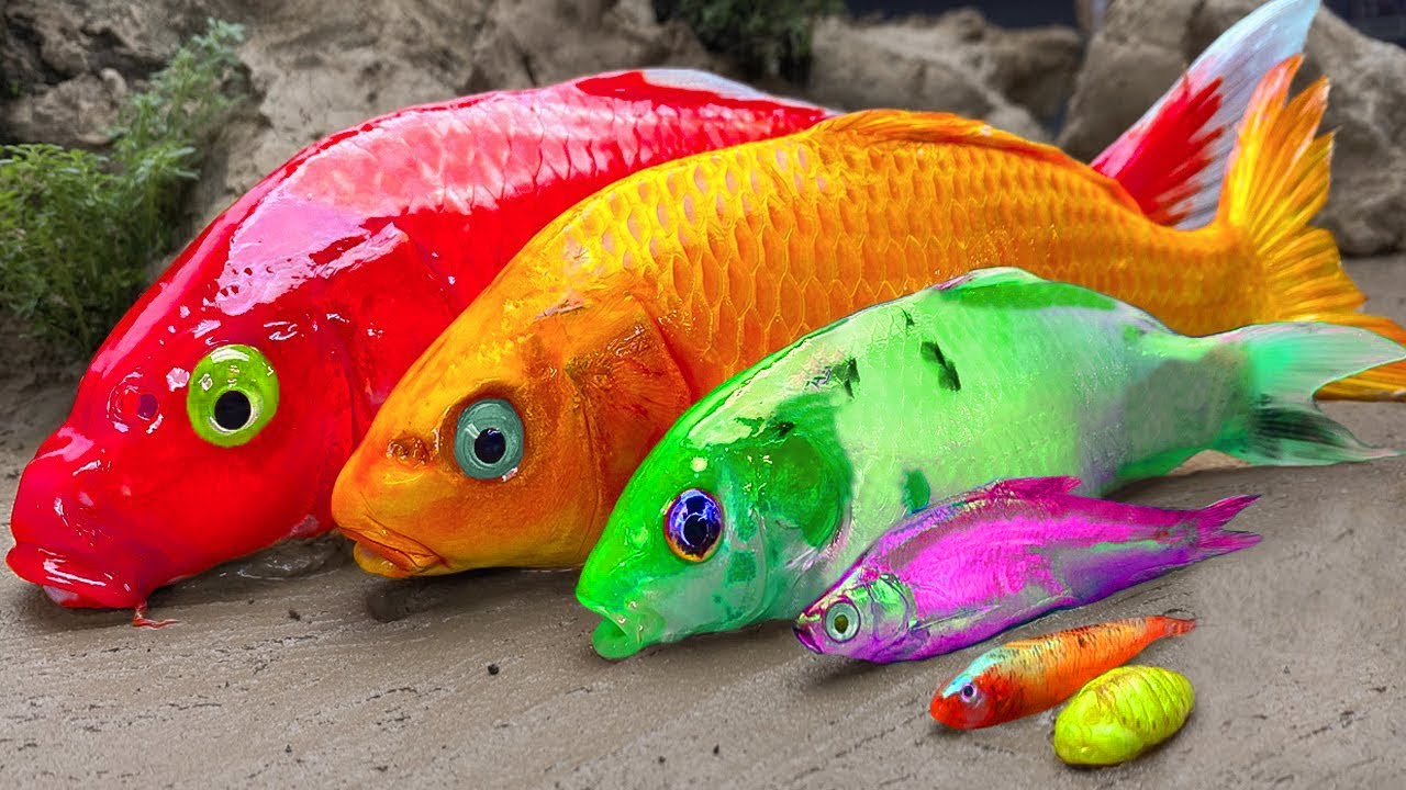 Ikan mas terlahir dari telur perak - Stop Motion Lucu ASMR Memasak Primitif Mukbang 4K