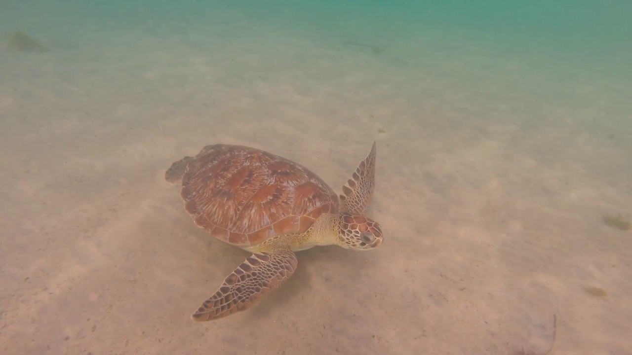 Beautiful turtles, snorkeling Anse Dufour, Martinique