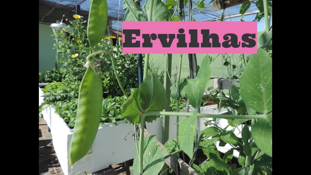 Incrível! Colhendo ERVILHA em casa - HORTA DO DITIAN
