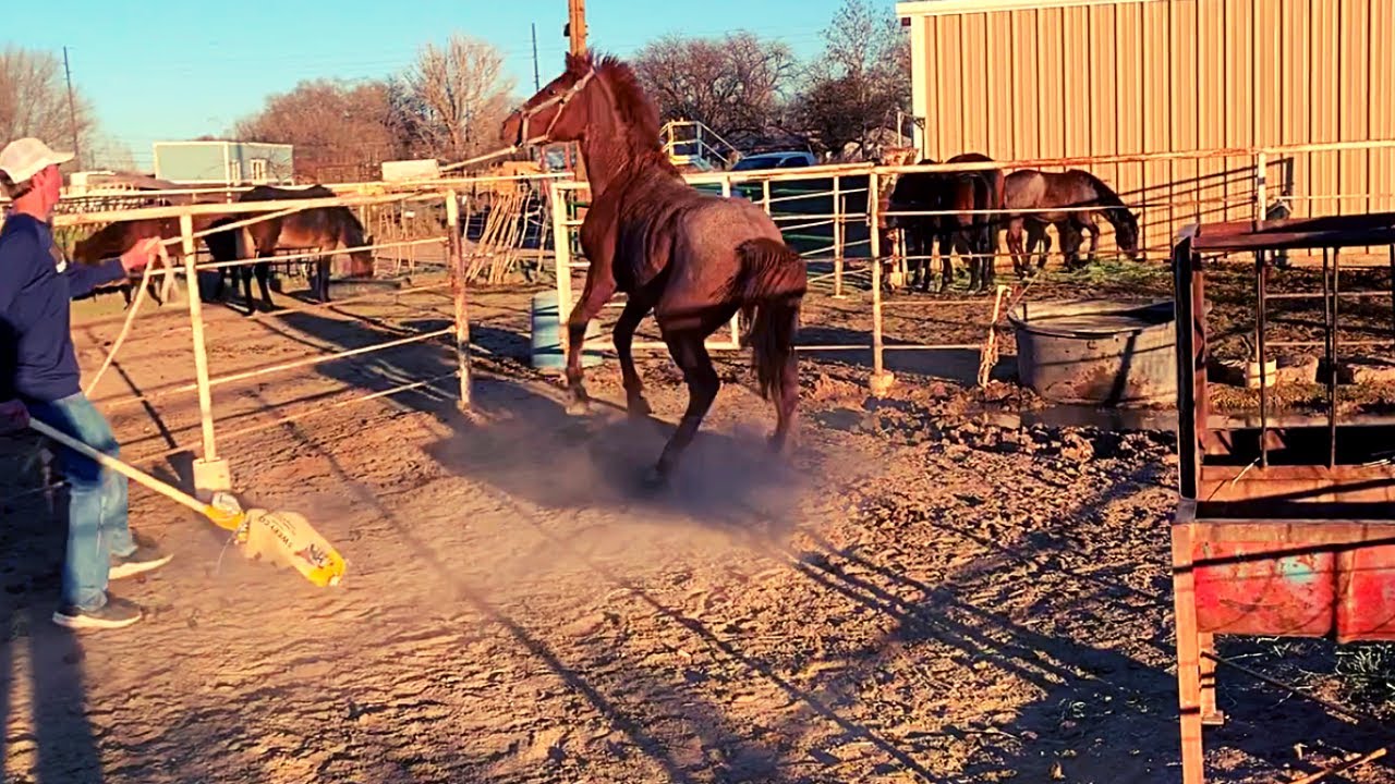 DESENSITIZING THE WILD HORSE