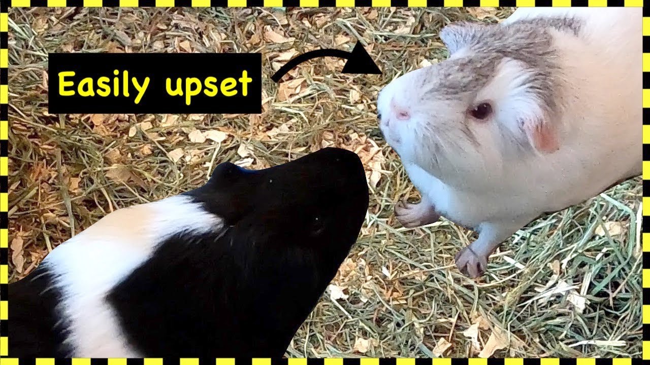 Guinea pig fights are contagious