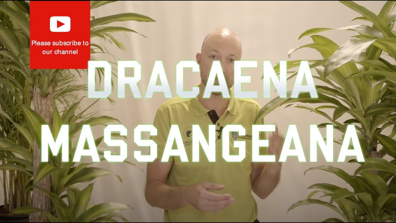 Dracaena Massangeana - Corn Plant