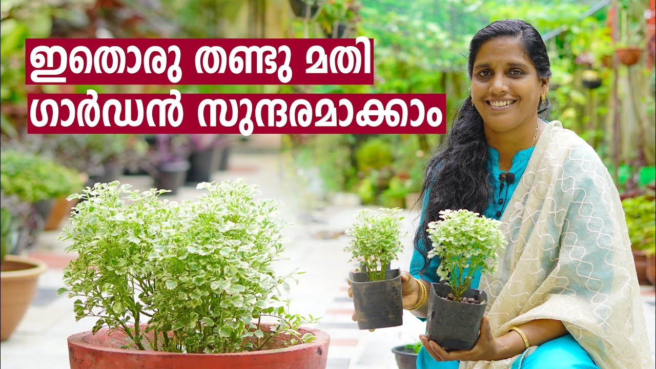 Easy Method for Propagating Aralia Plant in Malayalam | Aralia Care & Propagation